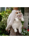 Ragdoll Cat Doll Backpack